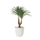 Garden Planters.webp