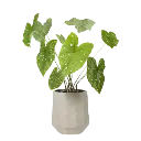 Hanging Planters.webp