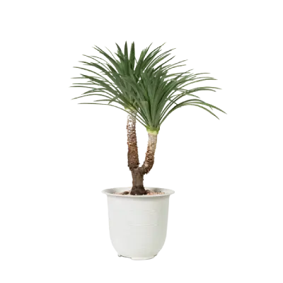 Garden Planters