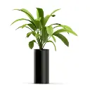 Money Plants
