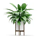 Jade Plants