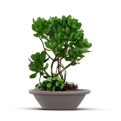 Syngonium Plants 
