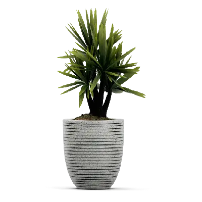 Snake Plant