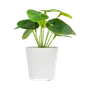 Indoor Plants