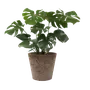 Outdoor Plants