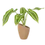 Terrarium Plants