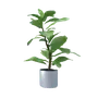Foliage Plants