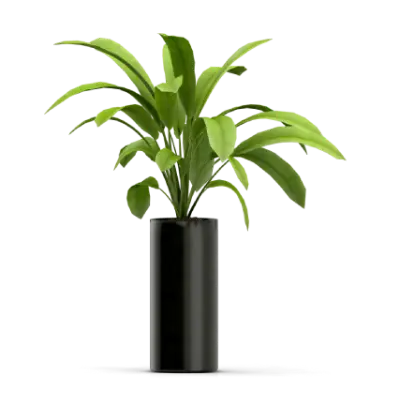 Money Plants
