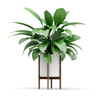 Jade Plants