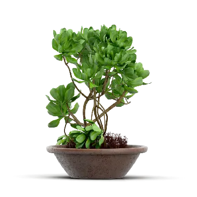 Syngonium Plants 