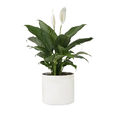 Aglaonema Plant