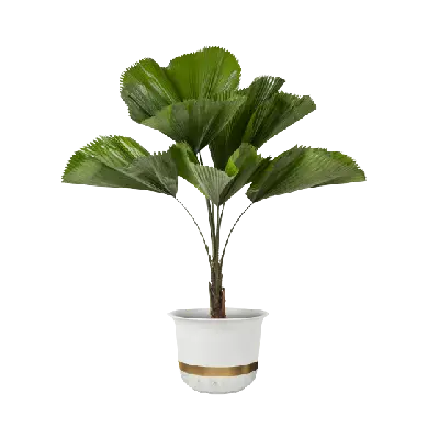 Ficus Plants