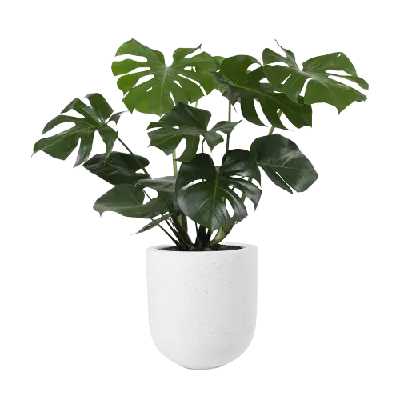 Bonsai Plants
