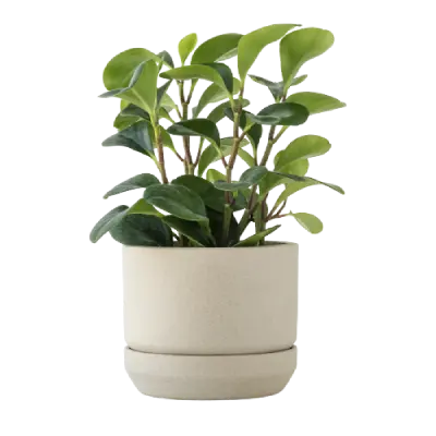 Aralia Plants