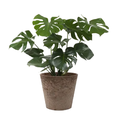 Cute Planters