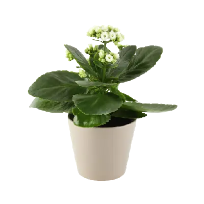 Grower Planters