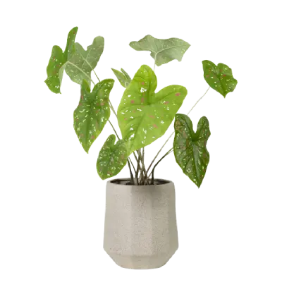 Hanging Planters