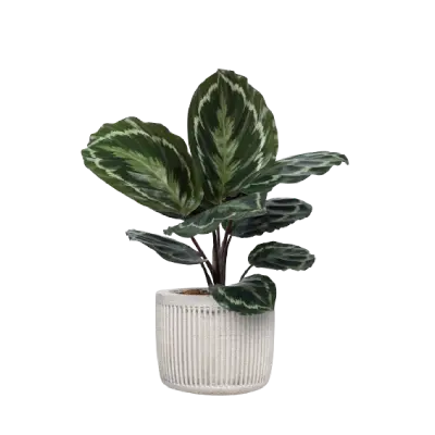 Magnetic Planters