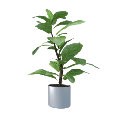 Watering Planters