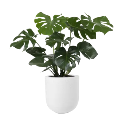 Ceramic Planters